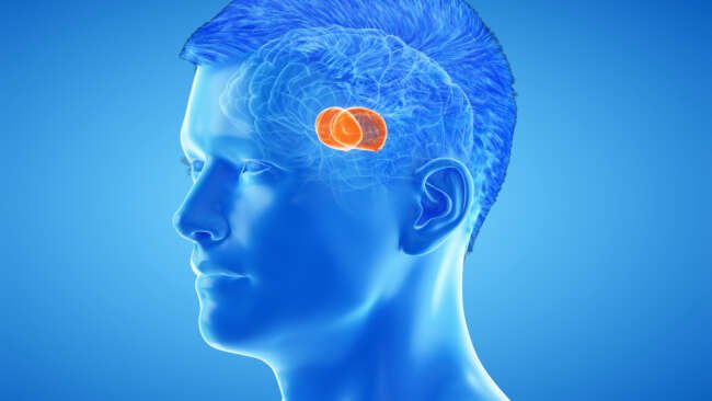 brainpill, brainpill review, brainpill reddit, brainpill and mind lab pro, brainpill wholisticresearch, buy brainpill, noocube vs brainpill, affordable brainpill, brainpill bill gates, brainpill buy, brainpill comparison, brainpill coupon, brainpill coupon code, brainpill deal, brainpill discount, brainpill free shipping, brainpill gnc, brainpill reviews, brainpill shipping, brainpill vs mind lab pro, buy brainpill online, cheap brainpill, coupon brainpill, coupon code brainpill, deal brainpill, discount brainpill, elon musk new brainpill, free shipping brainpill, herbal brainpill, limetless brainpill, shipping brainpill, where can i buy brainpill, why brainpill is best, brainpill how to use, brainpill ingredients, where can you buy brainpill, buy brainpill, brainpill reviews 2026, brainpill coupon code, brainpill official website, brainpill results, brainpill price, brainpill daily supplement tablets 1, brainpill coupon, how long does it take for brainpill to work, how to take brainpill, para que sirve brainpill, brainpill at walgreens, brainpill before after, difference between vigrx and brainpill, brainpill ingredients list, is brainpill legit, performer 8 vs brainpill, brainpill before and after, brainpill before after pictures, brainpill official, brainpill reviews reddit, brainpill results before after, brainpill results after 1 month, brainpill purchase, brainpill reddit, brainpill kaufen Deutschland, brainpill ingredients composition, brainpill gnc, brainpill for sale, brainpill ebay, brainpill discount, brainpill directions, brainpill before and after photos, leading edge health brainpill, extenze vs brainpill, erectin vs brainpill, brainpill user reviews, where to get brainpill, are brainpill results permanent, does brainpill increase size, does brainpill increase testosterone, does brainpill work immediately, how much is brainpill, can i buy brainpill in Australia, can i take brainpill together with extenze plus, can i take brainpill without partner, can brainpill be bought over the counter, can you buy brainpill at gnc, can you buy brainpill in stores, can you buy brainpill over the counter, can you take brainpill without food, cuánto cuesta brainpill en méxico, does gnc sell brainpill, does brainpill expire, does brainpill increase blood pressure, does brainpill increase size permanently, does brainpill increase sperm count, does brainpill make you bigger, does brainpill really make you bigger, does brainpill work reviews, does brainpill work with alcohol, does brainpill work without exercise, does brainpill work yahoo, how can i use brainpill, how fast does brainpill work, how long before brainpill works, how long for brainpill to work, how long does brainpill last, how long should i take brainpill, how long till brainpill works, how long to see results from brainpill